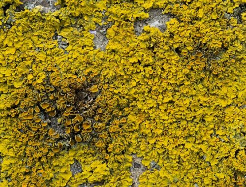 Gør-det-selv algerens: Hjemmelavede løsninger der virker