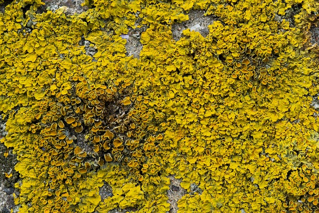 Gør-det-selv algerens: Hjemmelavede løsninger der virker